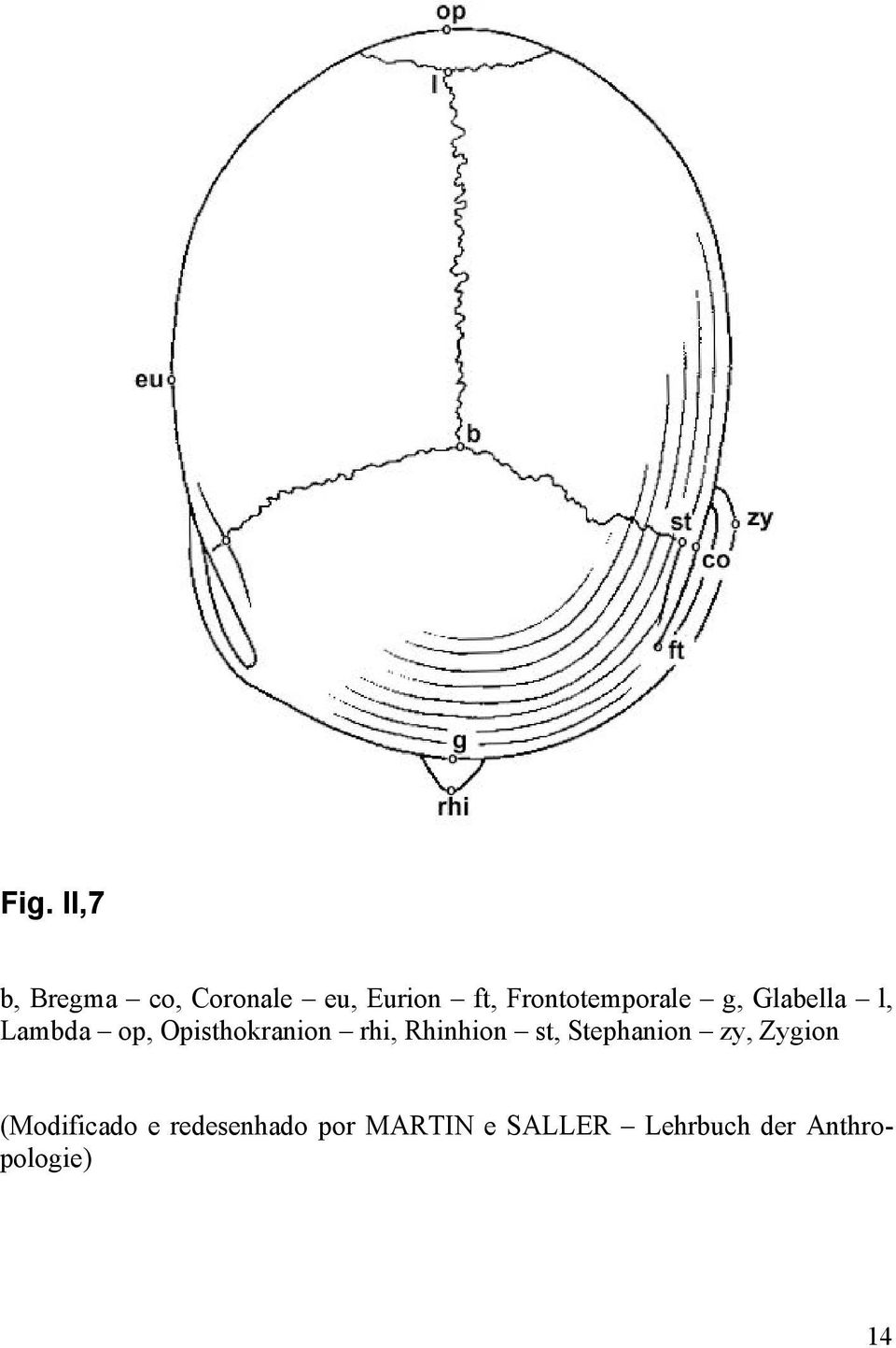 Opisthokranion rhi, Rhinhion st, Stephanion zy, Zygion