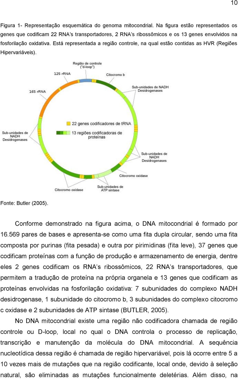 Está representada a região controle, na qual estão contidas as HVR (Regiões Hipervariáveis). Fonte: Butler (2005). Conforme demonstrado na figura acima, o DNA mitocondrial é formado por 16.