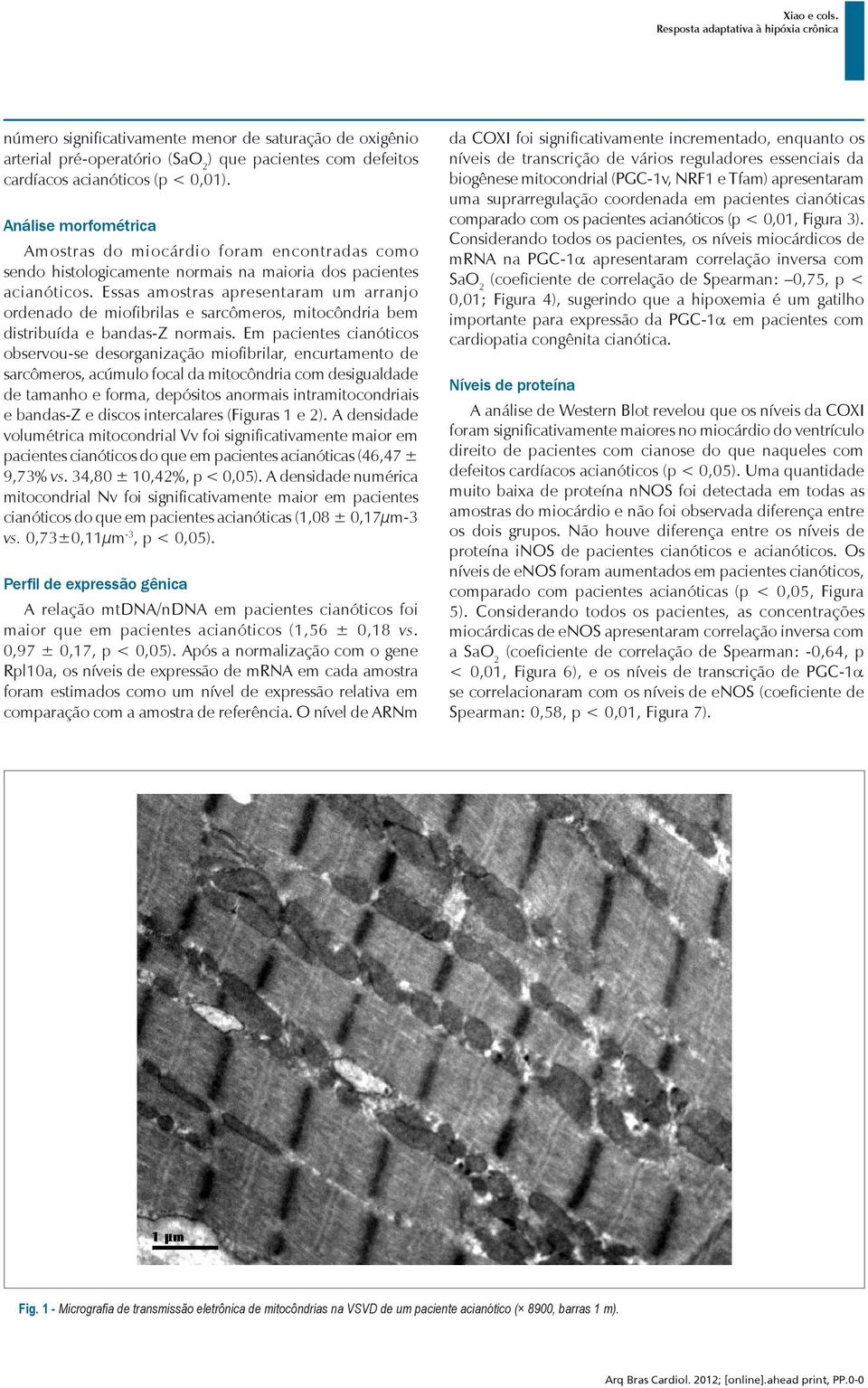 Essas amostras apresentaram um arranjo ordenado de miofibrilas e sarcômeros, mitocôndria bem distribuída e bandas-z normais.