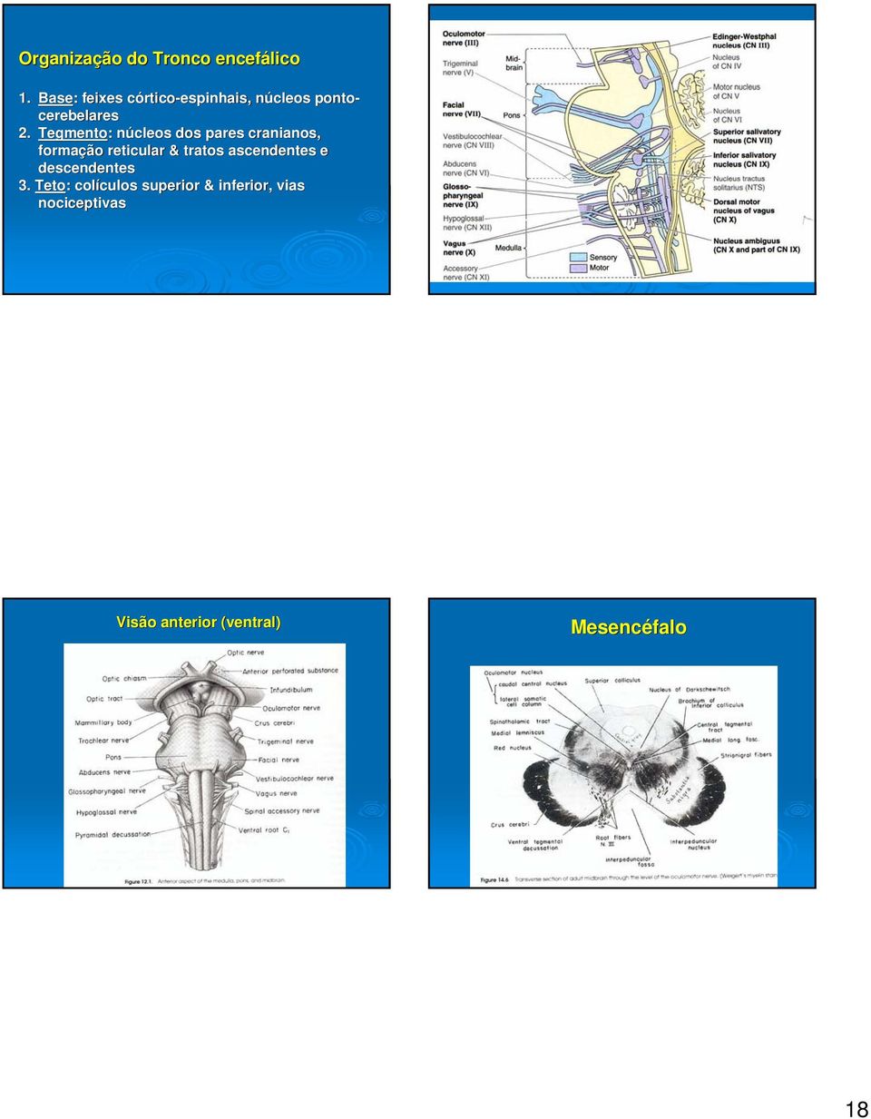 Tegmento: núcleos dos pares cranianos, formação reticular & tratos