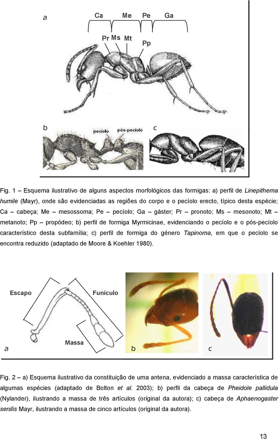 cabeça; Me mesossoma; Pe pecíolo; Ga gáster; Pr pronoto; Ms mesonoto; Mt metanoto; Pp propódeo; b) perfil de formiga Myrmicinae, evidenciando o pecíolo e o pós-pecíolo característico desta