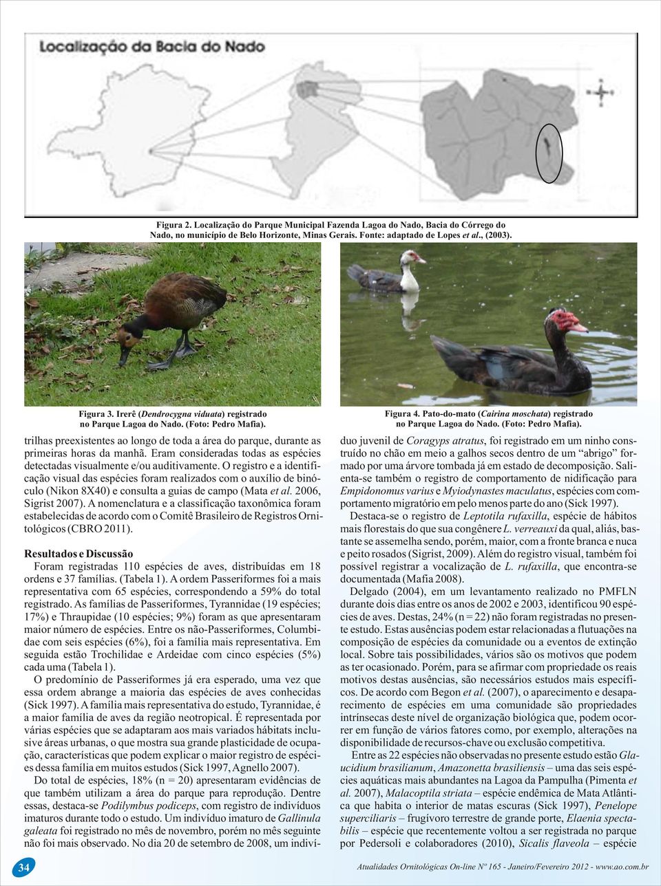 Figura 4. Pato-do-mato (Cairina moschata) registrado no Parque Lagoa do Nado. (Foto: Pedro Mafia).