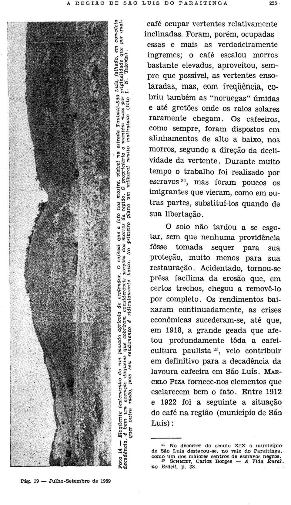 também as "noruegas" úmidas e até grotões onde os raios solares raramente chegam. Os cafeeiros, como sempre, foram dispostos em alinhamentos de alto a baixo, nos.