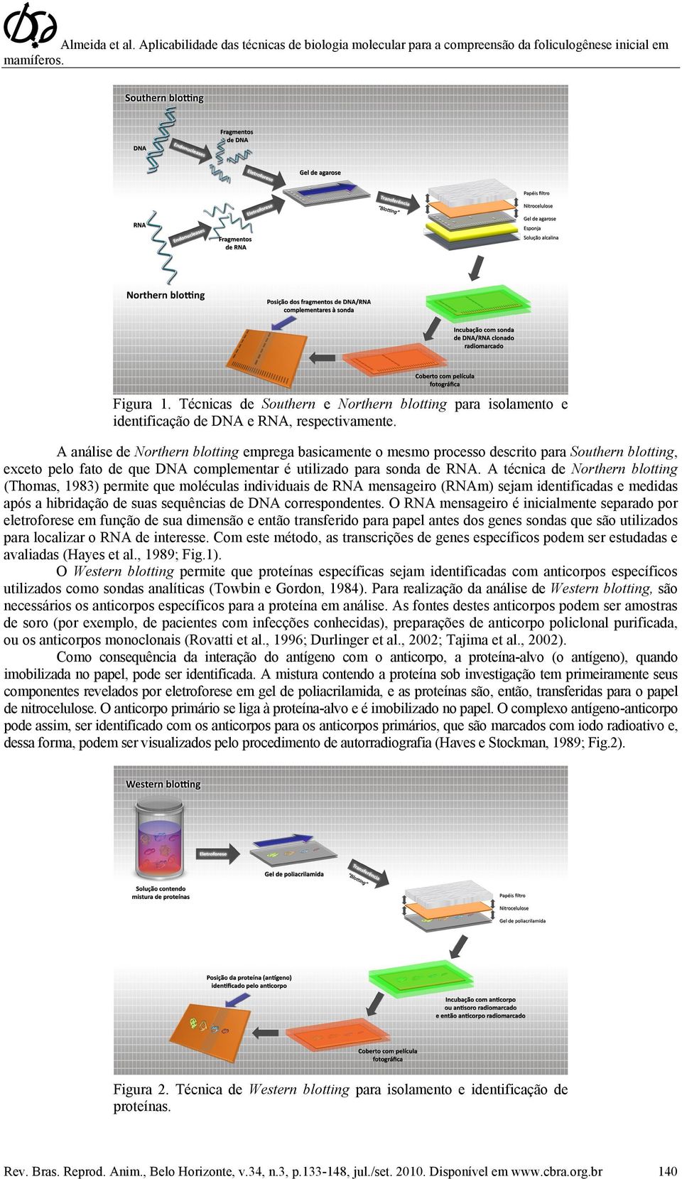 A técnica de Northern blotting (Thomas, 1983) permite que moléculas individuais de RNA mensageiro (RNAm) sejam identificadas e medidas após a hibridação de suas sequências de DNA correspondentes.