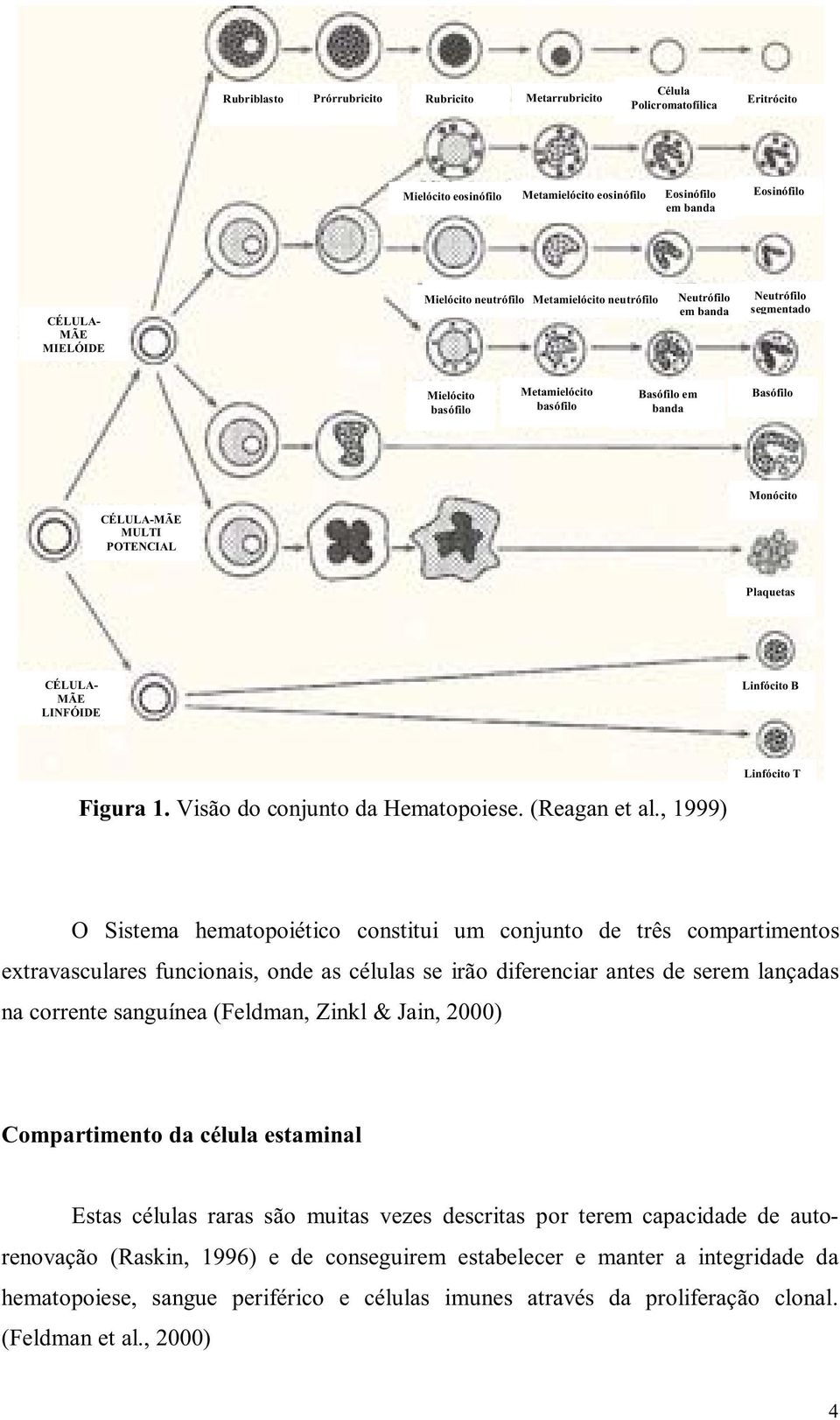POTENCIAL Plaquetas CÉLULA- MÃE LINFÓIDE Linfócito B Figura 1. Visão do conjunto da Hematopoiese. (Reagan et al.