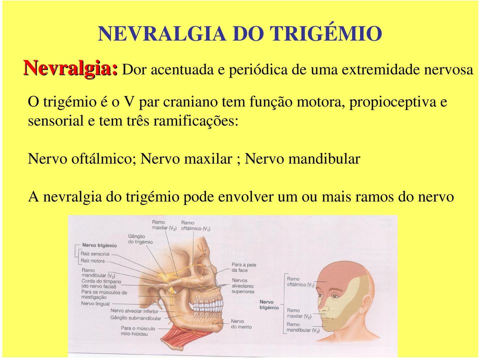 propioceptiva e sensorial e tem três ramificações: Nervo oftálmico; Nervo