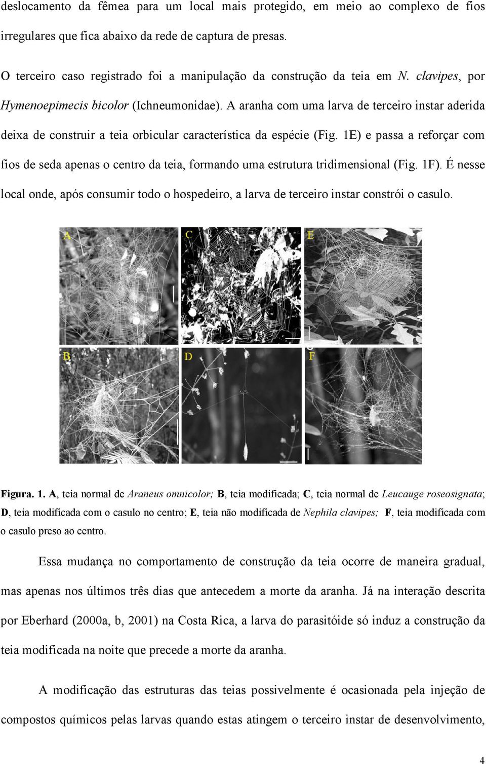 A aranha com uma larva de terceiro instar aderida deixa de construir a teia orbicular característica da espécie (Fig.