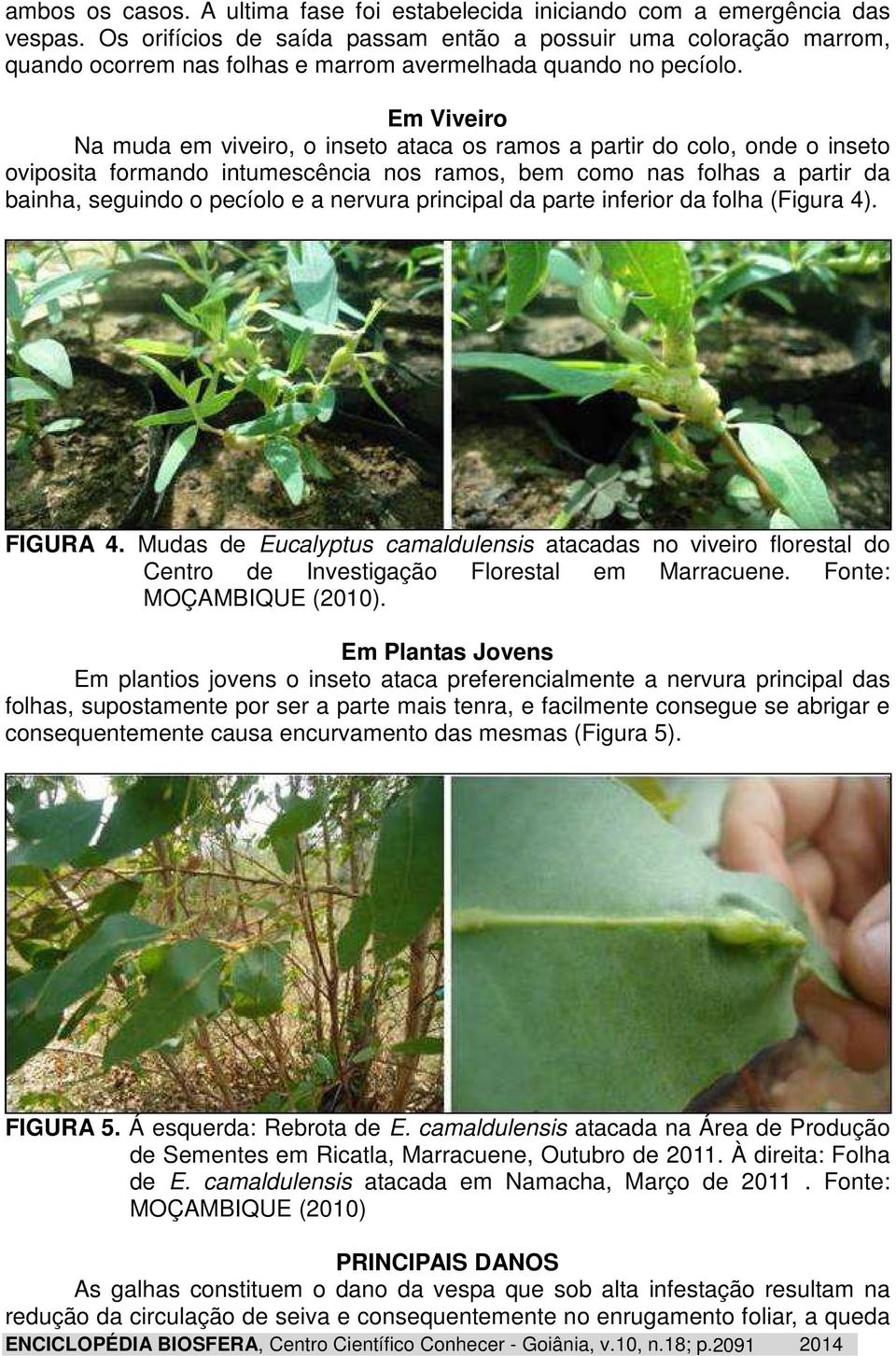Em Viveiro Na muda em viveiro, o inseto ataca os ramos a partir do colo, onde o inseto oviposita formando intumescência nos ramos, bem como nas folhas a partir da bainha, seguindo o pecíolo e a