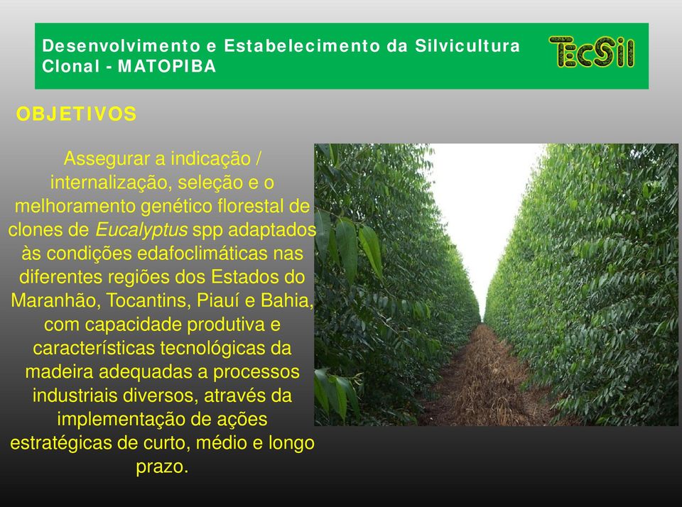 diferentes regiões dos Estados do Maranhão, Tocantins, Piauí e Bahia, com capacidade produtiva e características