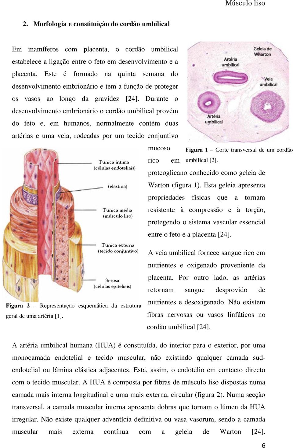 Durante o desenvolvimento embrionário o cordão umbilical provém do feto e, em humanos, normalmente contém duas artérias e uma veia, rodeadas por um tecido conjuntivo mucoso rico em Figura 1 Corte