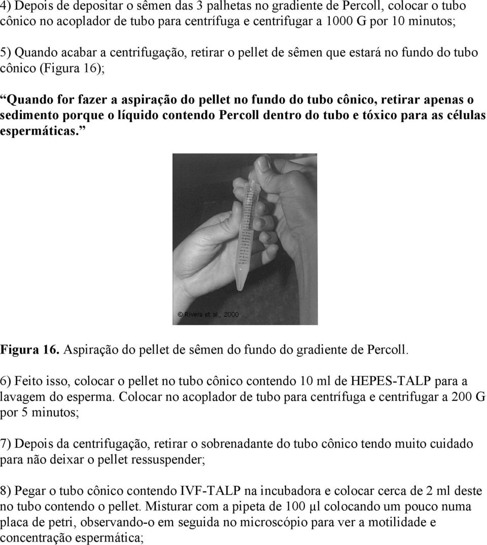 contendo Percoll dentro do tubo e tóxico para as células espermáticas. Figura 16. Aspiração do pellet de sêmen do fundo do gradiente de Percoll.