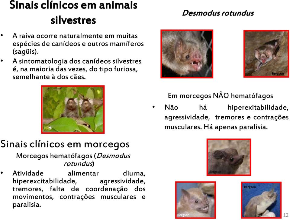 Bergson Desmodus rotundus Bergson Sinais clínicos em morcegos Morcegos hematófagos (Desmodus rotundus) Atividade alimentar diurna, hiperexcitabilidade,
