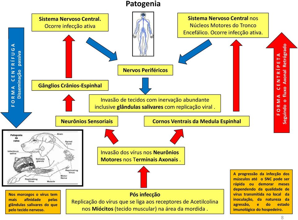 chegam Gânglios Crânios-Espinhal comprometimento Nervos Periféricos ocorre chegam chegam Invasão de tecidos com inervação abundante inclusive glândulas salivares com replicação viral.