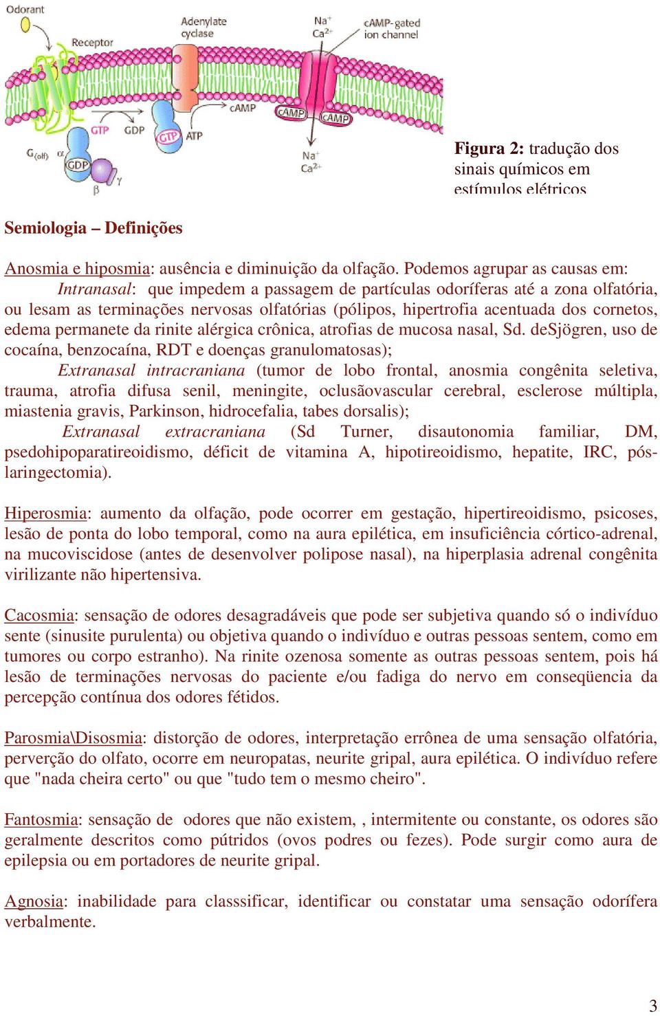 cornetos, edema permanete da rinite alérgica crônica, atrofias de mucosa nasal, Sd.