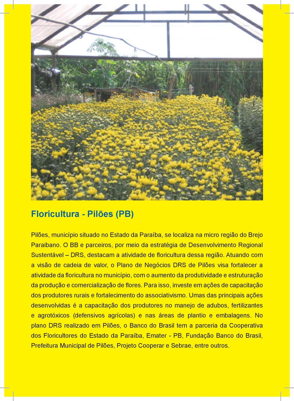 Atuando com a visão de cadeia de valor, o Plano de Negócios DRS de Pilões visa fortalecer a atividade da floricultura no município, com o aumento da produtividade e estruturação da produção e