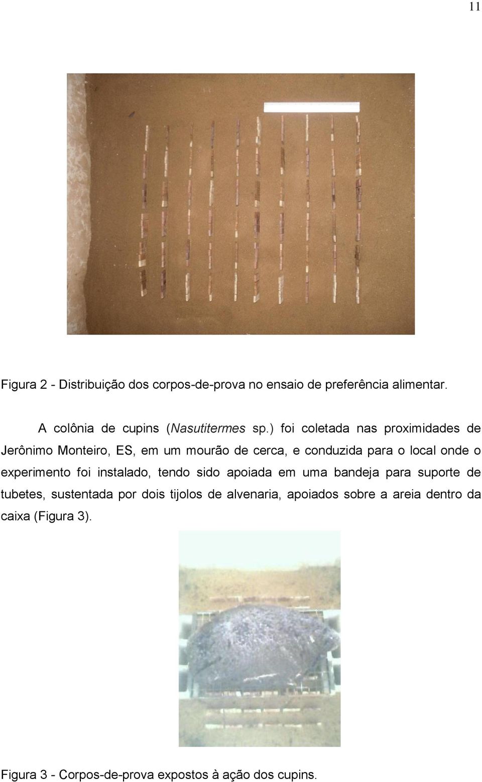 ) foi coletada nas proximidades de Jerônimo Monteiro, ES, em um mourão de cerca, e conduzida para o local onde o