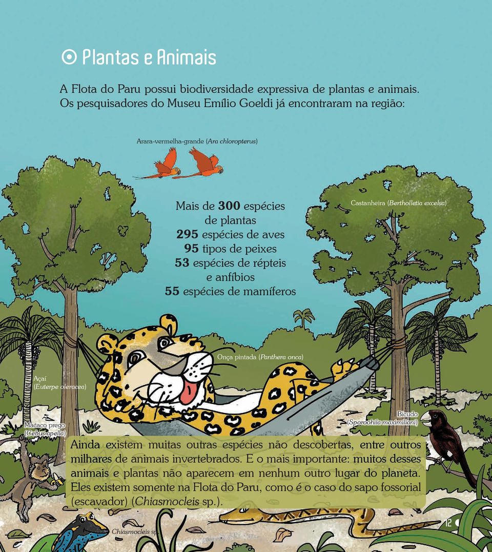 répteis e anfíbios 55 espécies de mamíferos Castanheira (Bertholletia excelsa) Onça pintada (Panthera onca) açaí (Euterpe oleracea) Macaco prego (Cebus apella) Bicudo (Sporoohila maximiliani) ainda