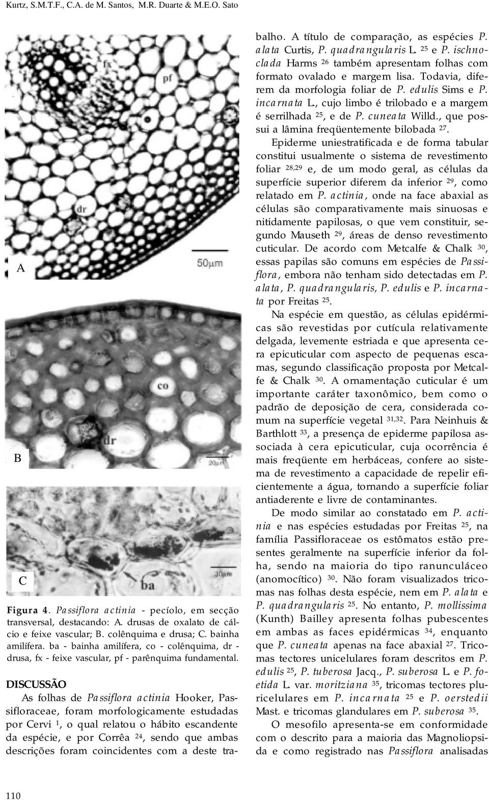 DISCUSSÃO As folhas de Passiflora actinia Hooker, Passifloraceae, foram morfologicamente estudadas por Cervi 1, o qual relatou o hábito escandente da espécie, e por Corrêa 24, sendo que ambas