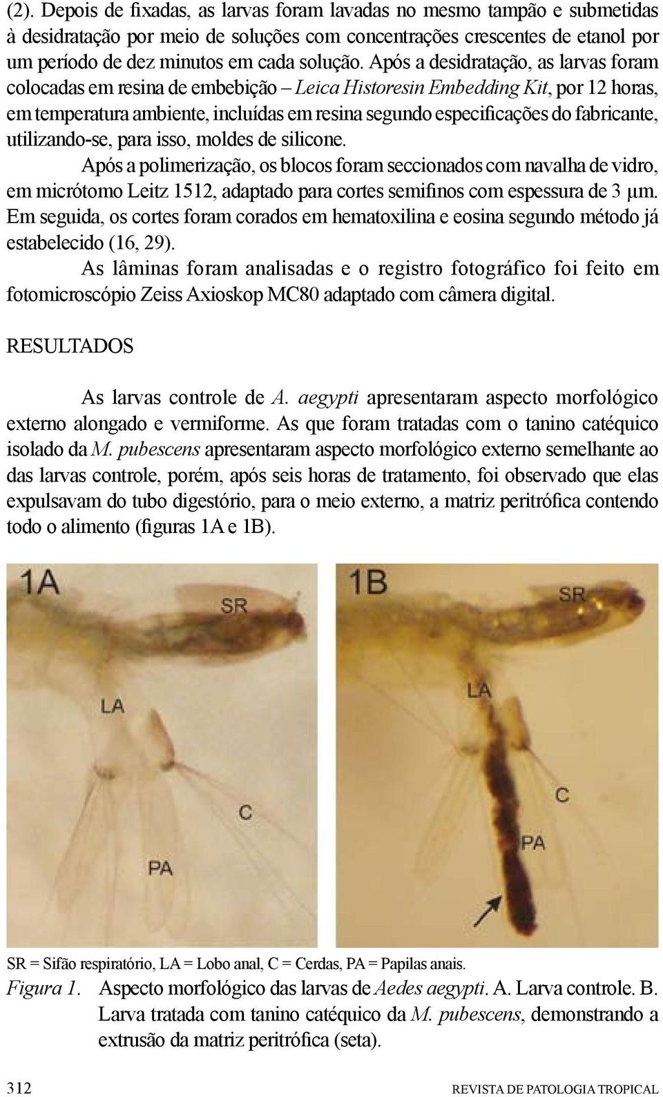 utilizando-se, para isso, moldes de silicone. Após a polimerização, os blocos foram seccionados com navalha de vidro, em micrótomo Leitz 1512, adaptado para cortes semifinos com espessura de 3 µm.