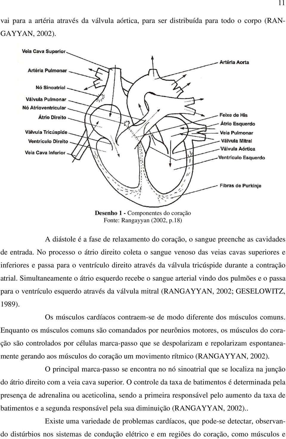 No processo o átrio direito coleta o sangue venoso das veias cavas superiores e inferiores e passa para o ventrículo direito através da válvula tricúspide durante a contração atrial.