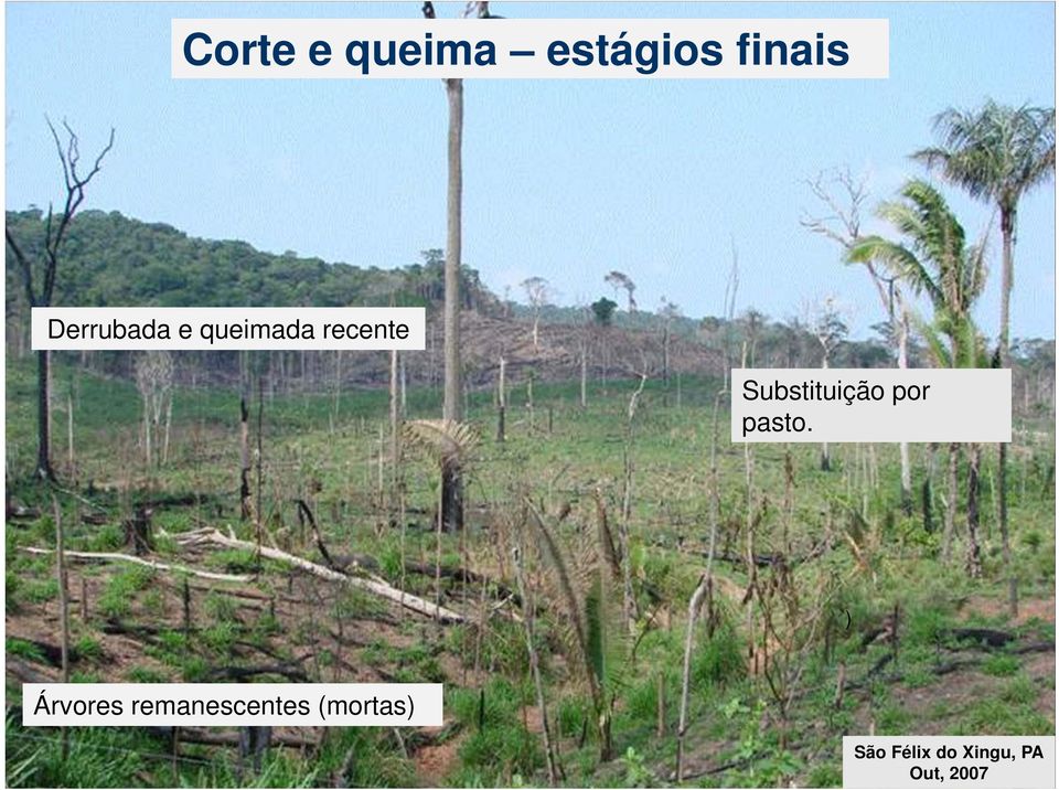 Substituição por pasto.