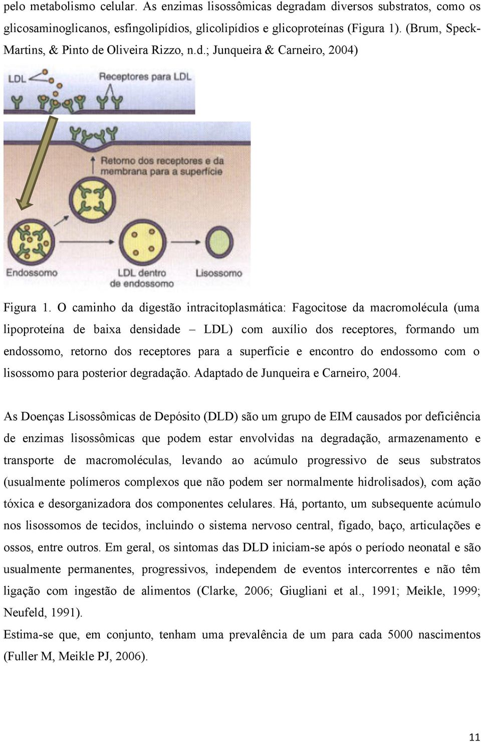 O caminho da digestão intracitoplasmática: Fagocitose da macromolécula (uma lipoproteína de baixa densidade LDL) com auxílio dos receptores, formando um endossomo, retorno dos receptores para a