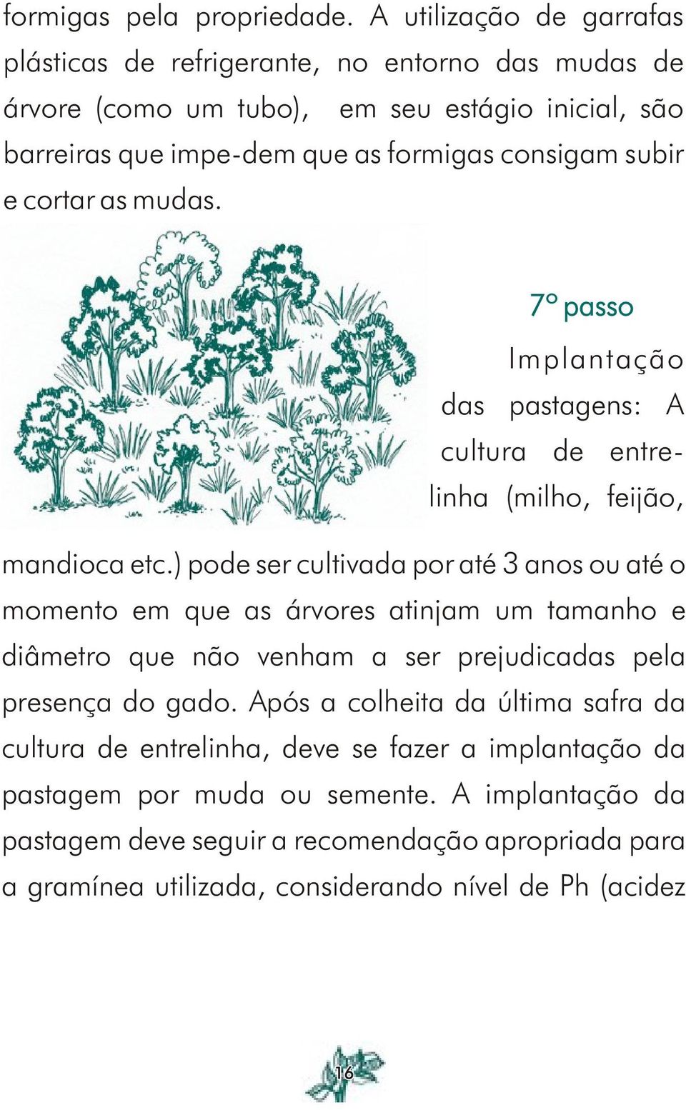 subir e cortar as mudas. 7º passo Implantação das pastagens: A cultura de entrelinha (milho, feijão, mandioca etc.