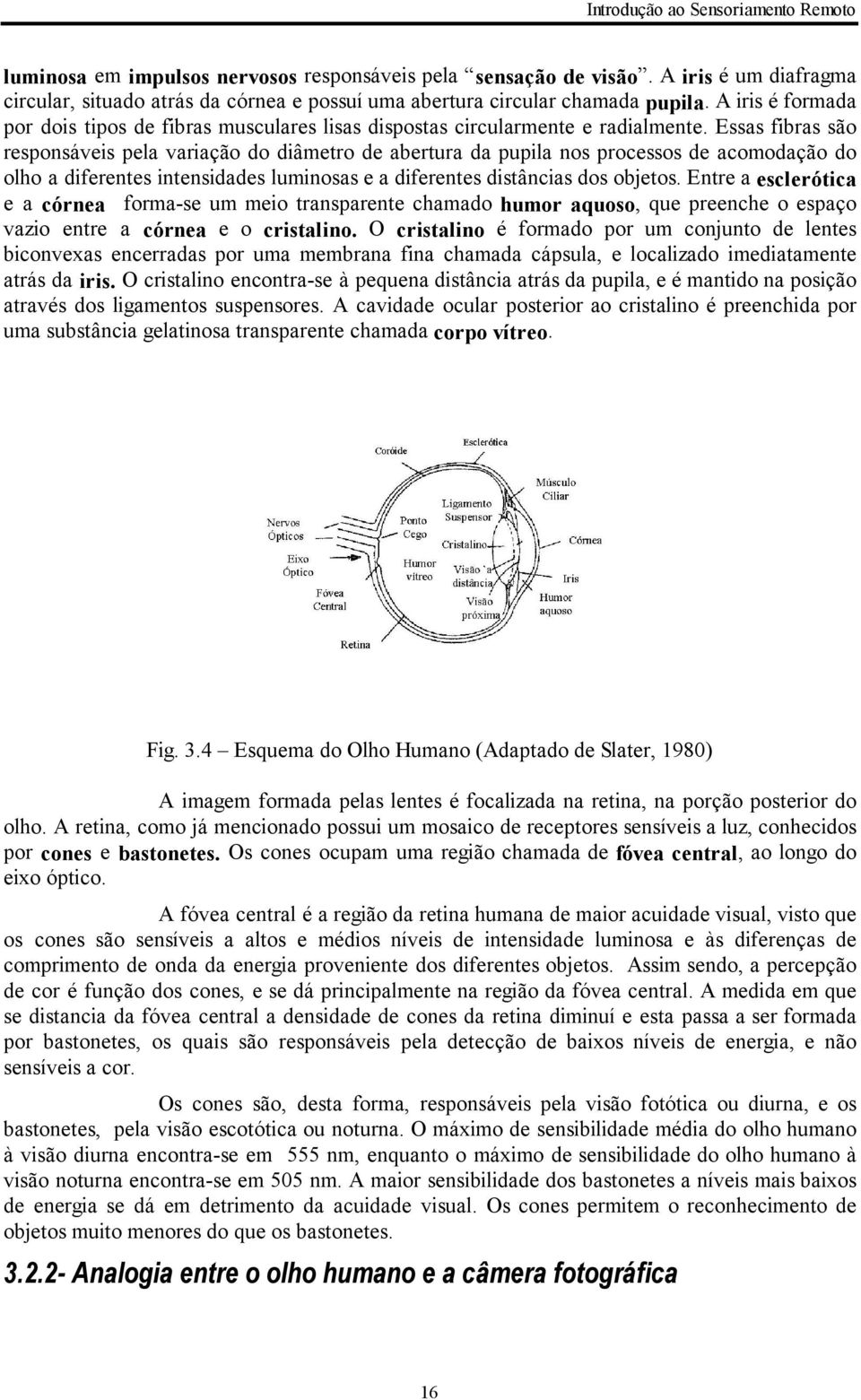 Essas fibras são responsáveis pela variação do diâmetro de abertura da pupila nos processos de acomodação do olho a diferentes intensidades luminosas e a diferentes distâncias dos objetos.