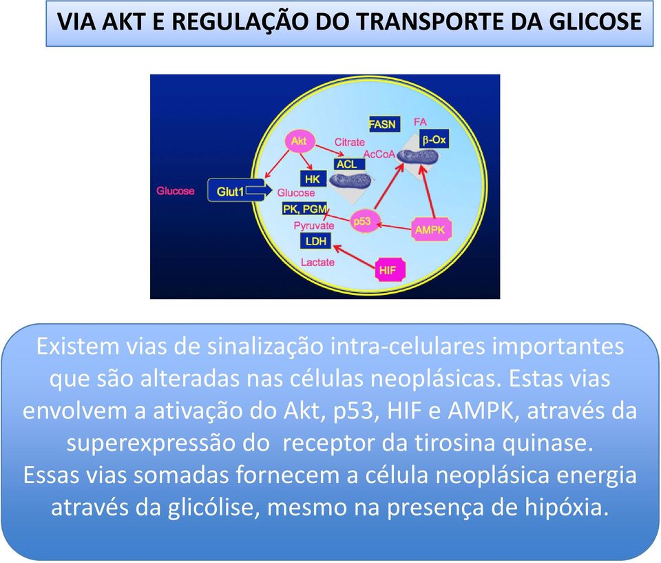 Estas vias envolvem a ativaçãodo Akt, p53, HIF e AMPK, atravésda superexpressãodo receptor