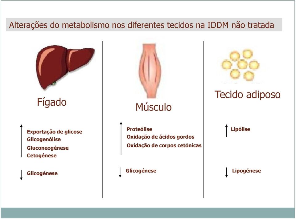 Glicogenólise Gluconeogénese Cetogénese Proteólise Oxidação de