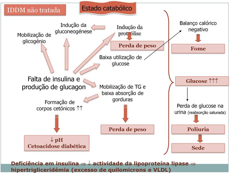 Mobilização de TG e baixa absorção de gorduras Glucose Perda de glucose na urina (reabsorção saturada) ph Cetoacidose diabética