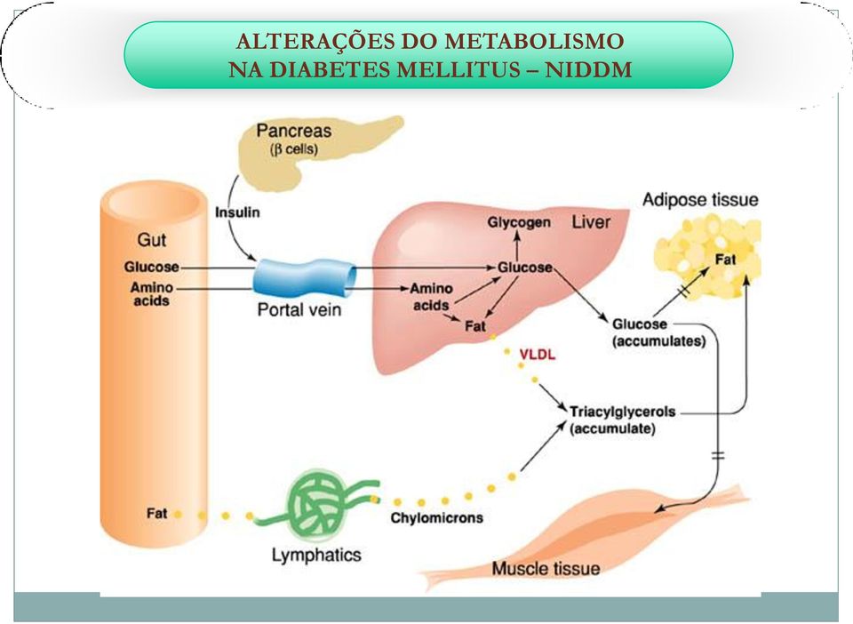 METABOLISMO