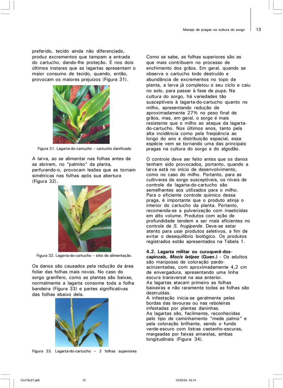 Lagarta-do-cartucho cartucho danificado A larva, ao se alimentar nas folhas antes de se abrirem, no palmito da planta, perfurando-o, provocam lesões que se tornam simétricas nas folhas após sua