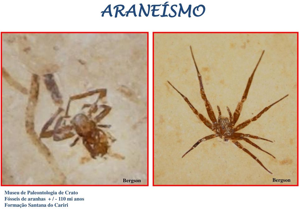 Crato Fósseis de aranhas + / -