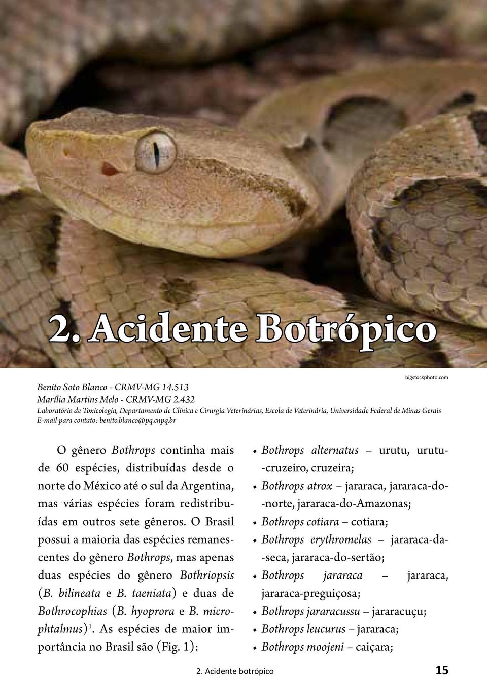 br O gênero Bothrops continha mais de 60 espécies, distribuídas desde o norte do México até o sul da Argentina, mas várias espécies foram redistribuídas em outros sete gêneros.