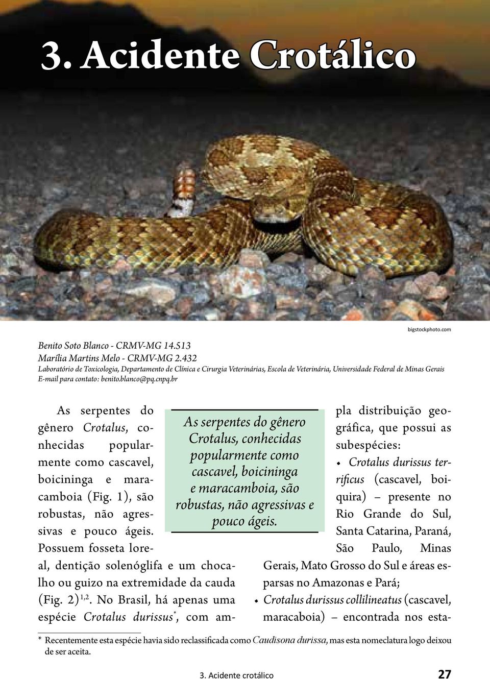br As serpentes do gênero Crotalus, conhecidas popularmente como cascavel, boicininga e maracamboia, são robustas, não agressivas e pouco ágeis. bigstockphoto.