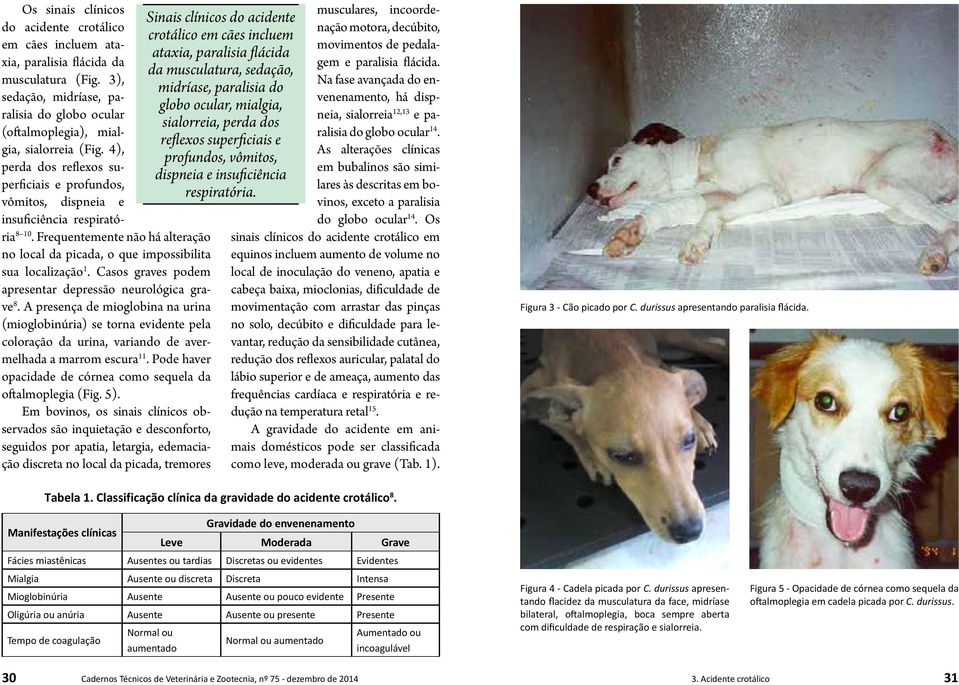 Casos graves podem apresentar depressão neurológica grave 8. A presença de mioglobina na urina (mioglobinúria) se torna evidente pela coloração da urina, variando de avermelhada a marrom escura 11.