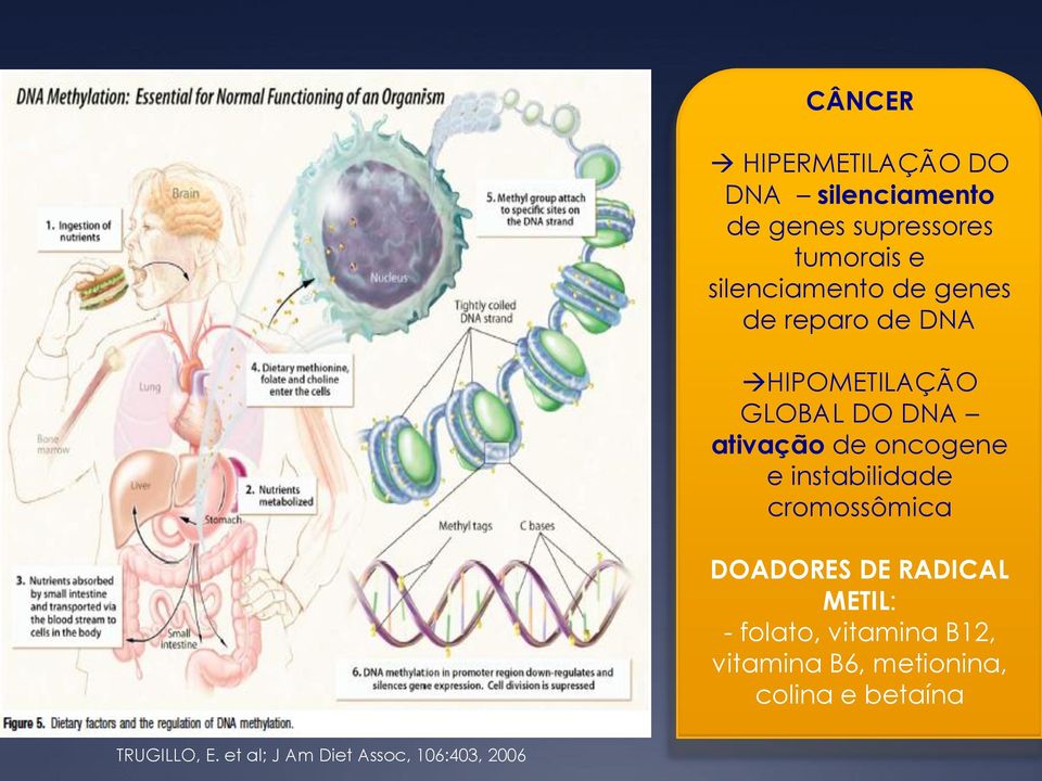 oncogene e instabilidade cromossômica DOADORES DE RADICAL METIL: - folato, vitamina