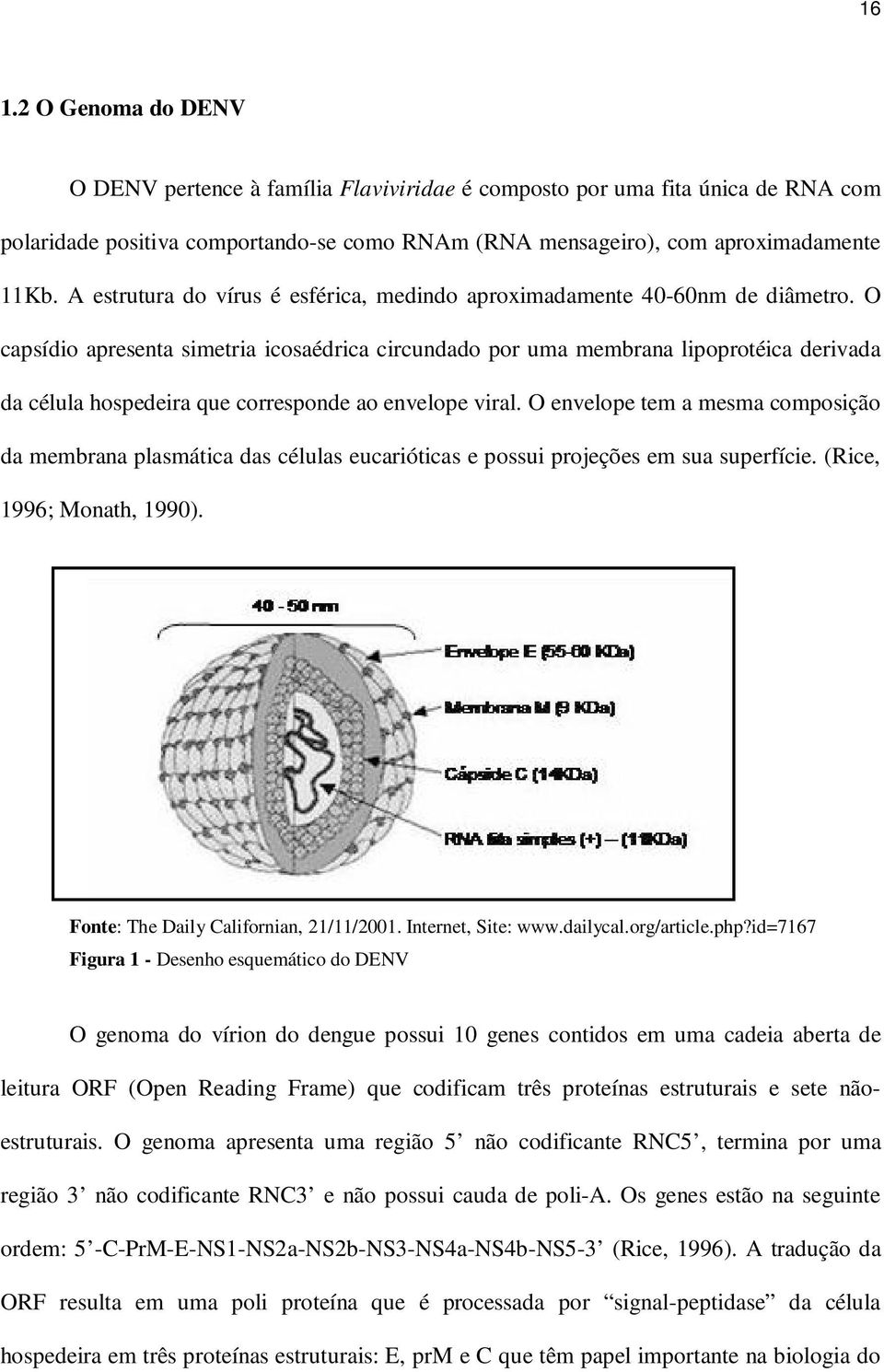 O capsídio apresenta simetria icosaédrica circundado por uma membrana lipoprotéica derivada da célula hospedeira que corresponde ao envelope viral.