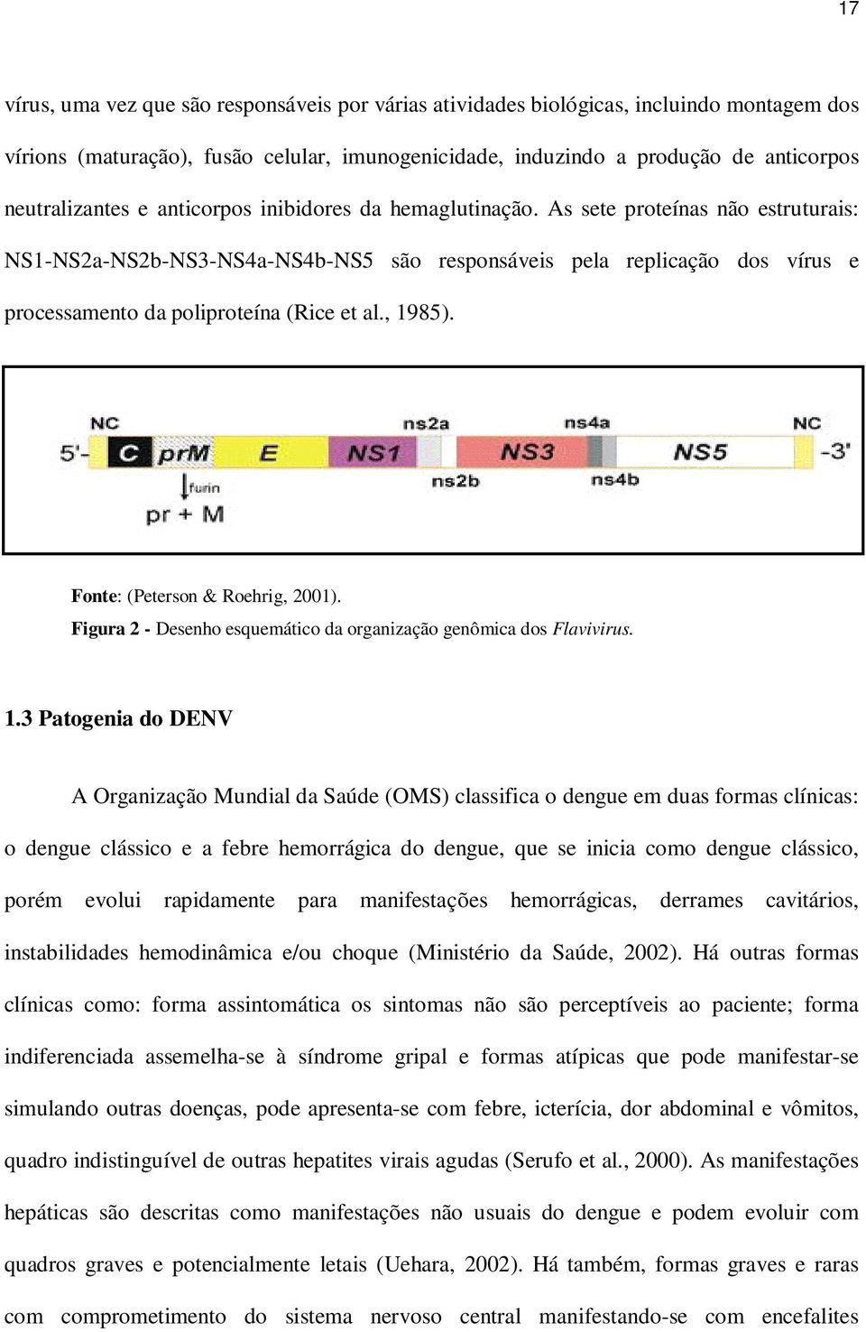 , 1985). Fonte: (Peterson & Roehrig, 2001). Figura 2 - Desenho esquemático da organização genômica dos Flavivirus. 1.3 Patogenia do DENV A Organização Mundial da Saúde (OMS) classifica o dengue em