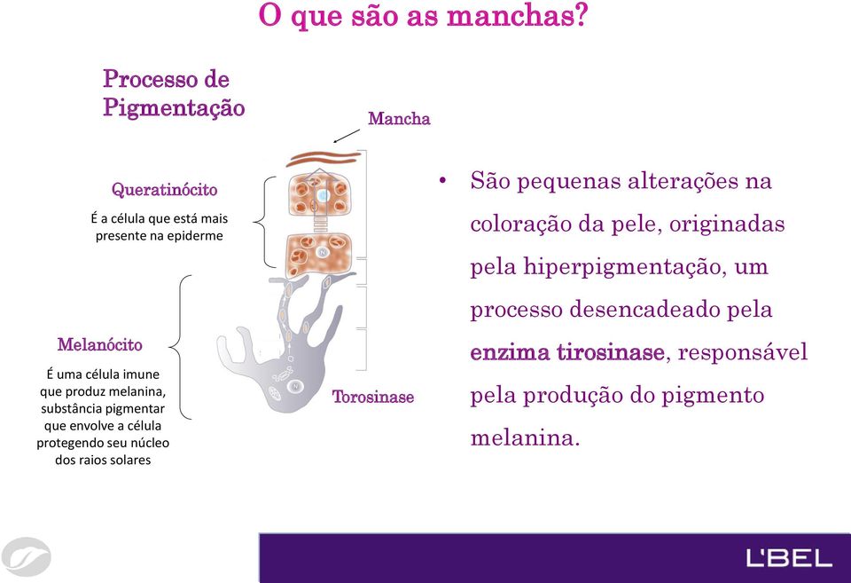 célula imune que produz melanina, substância pigmentar que envolve a célula protegendo seu núcleo dos raios solares Tirosinaza Torosinase