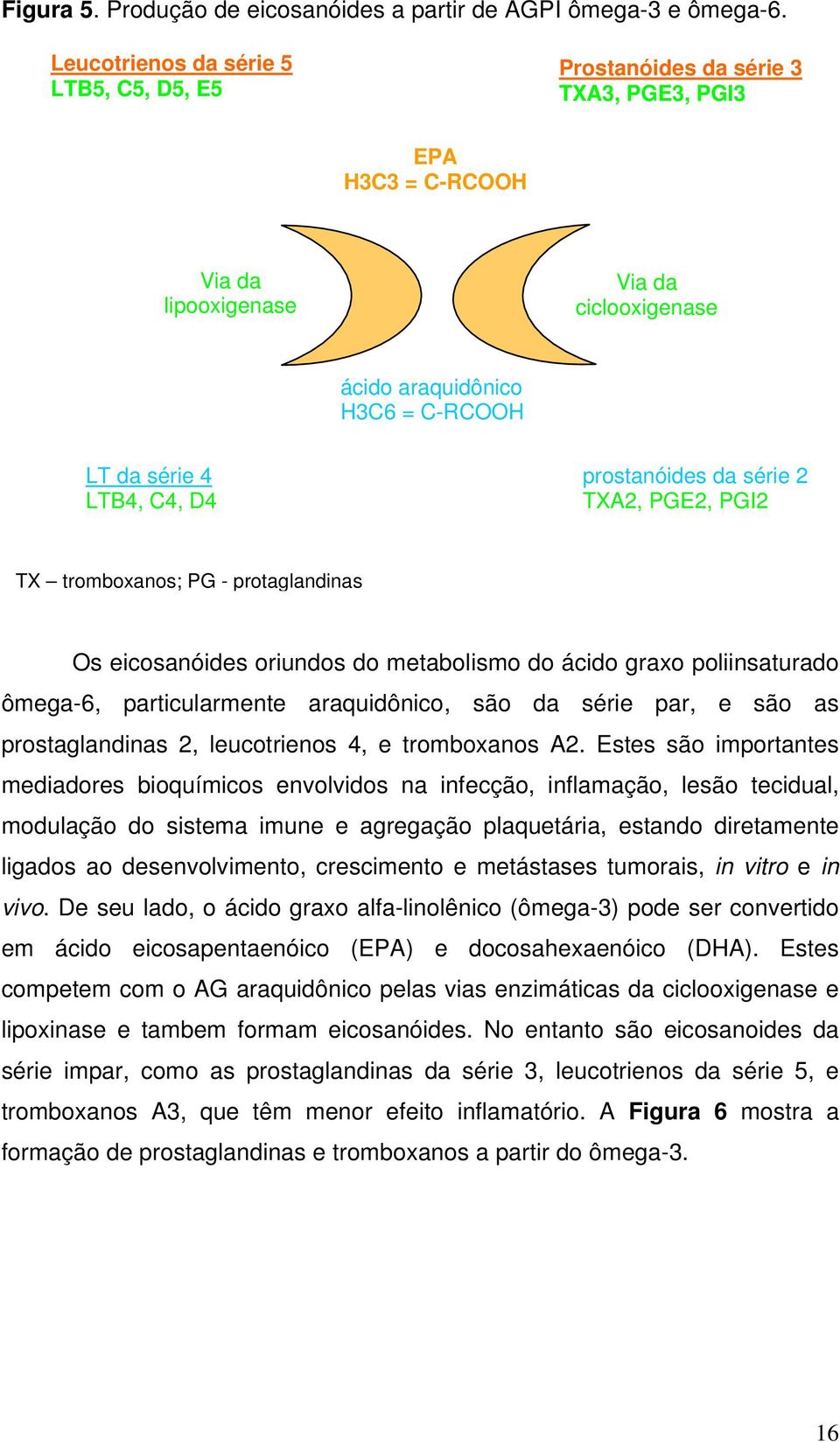 C4, D4 prostanóides da série 2 TXA2, PGE2, PGI2 TX tromboxanos; PG - protaglandinas Os eicosanóides oriundos do metabolismo do ácido graxo poliinsaturado ômega-6, particularmente araquidônico, são da