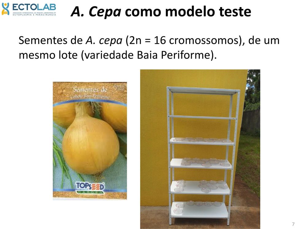 cepa (2n = 16 cromossomos),