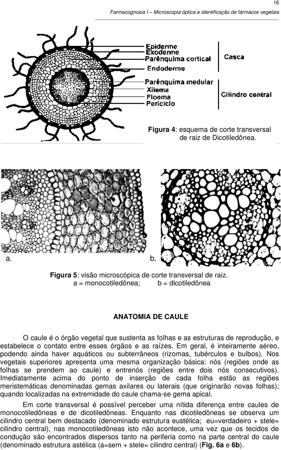 Em geral, é inteiramente aéreo, podendo ainda haver aquáticos ou subterrâneos (rizomas, tubérculos e bulbos).