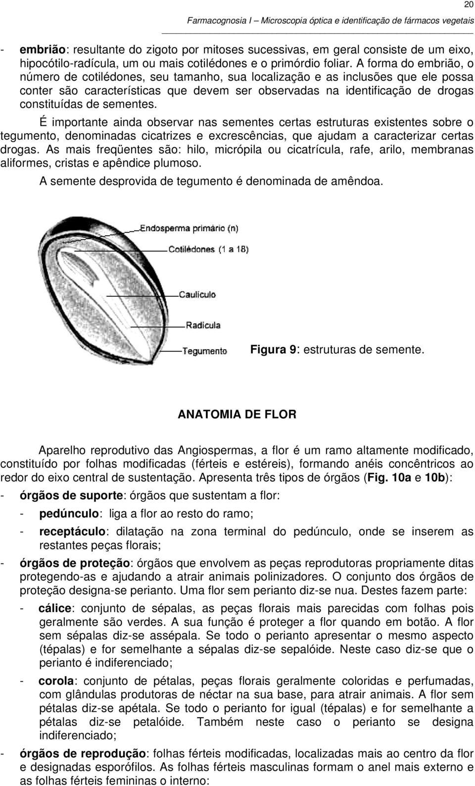 sementes. É importante ainda observar nas sementes certas estruturas existentes sobre o tegumento, denominadas cicatrizes e excrescências, que ajudam a caracterizar certas drogas.