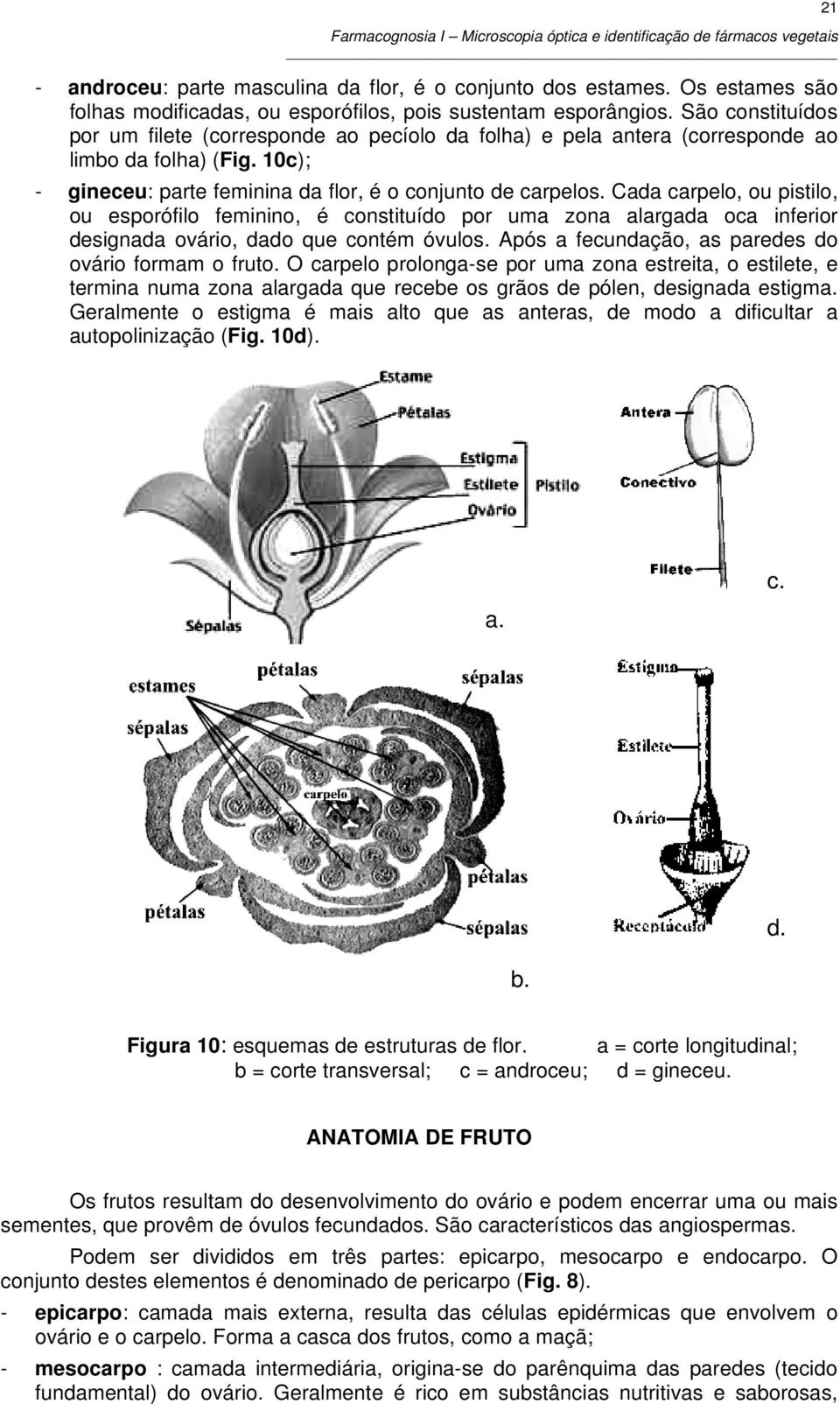 Cada carpelo, ou pistilo, ou esporófilo feminino, é constituído por uma zona alargada oca inferior designada ovário, dado que contém óvulos. Após a fecundação, as paredes do ovário formam o fruto.