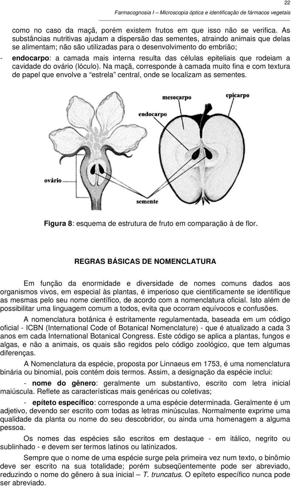 das células epiteliais que rodeiam a cavidade do ovário (lóculo). Na maçã, corresponde à camada muito fina e com textura de papel que envolve a estrela central, onde se localizam as sementes.