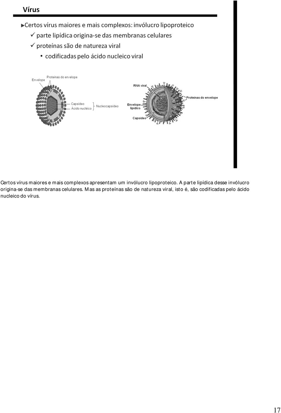 A parte lipídica desse invólucro origina-se das membranas