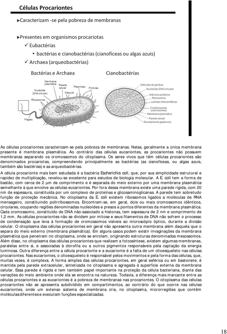 Os seres vivos que têm células procariontes são denominados procariotas, compreendendo principalmente as bactérias (as cianofíceas, ou algas azuis, também são bactérias) e as arqueobactérias.