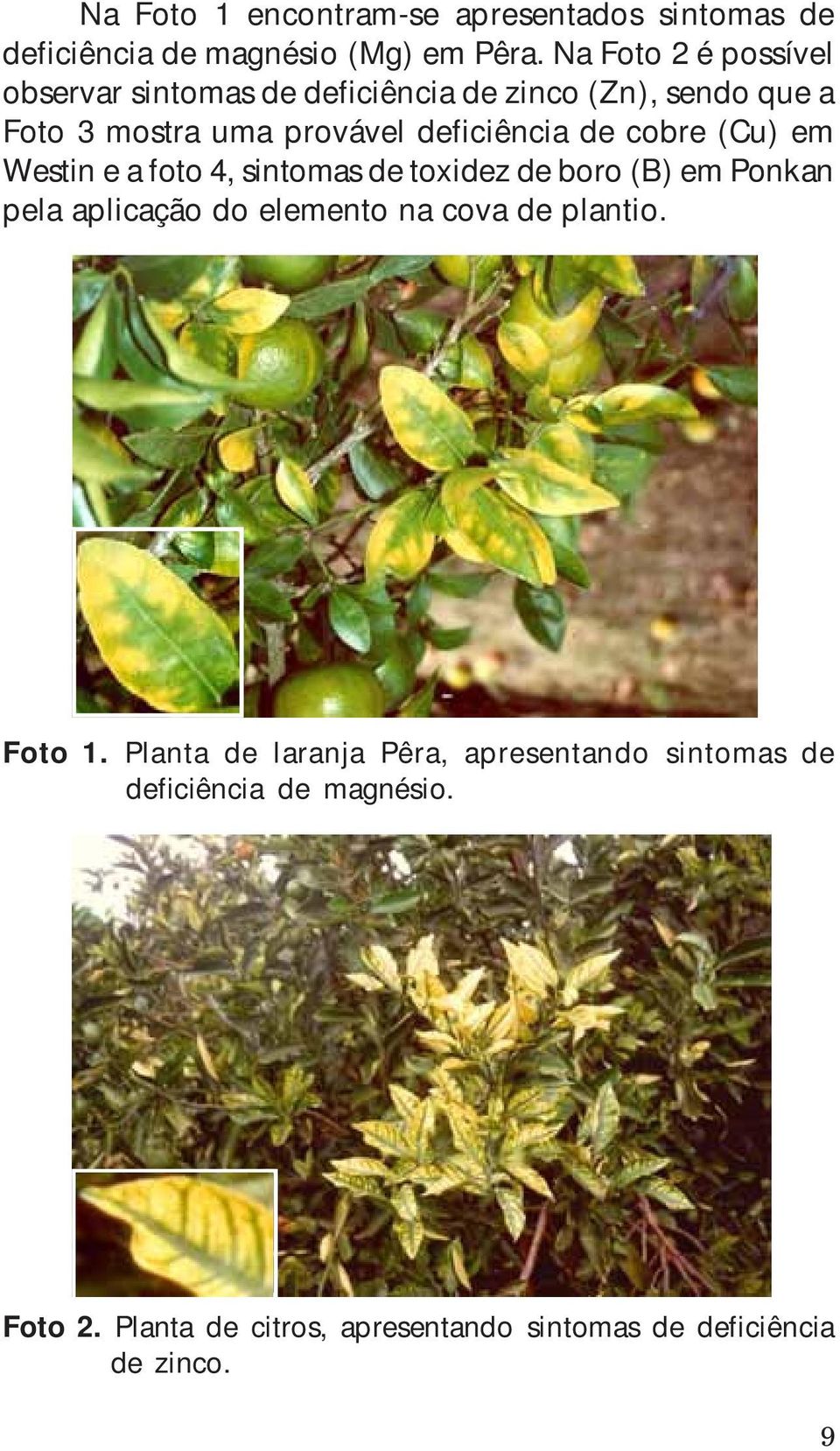 de cobre (Cu) em Westin e a foto 4, sintomas de toxidez de boro (B) em Ponkan pela aplicação do elemento na cova de